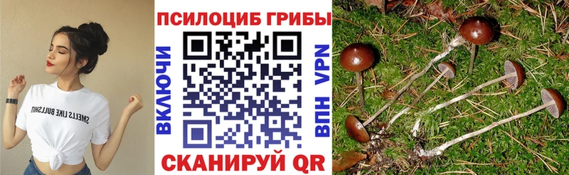 закладки  Володарск  Псилоцибиновые грибы прущие грибы 